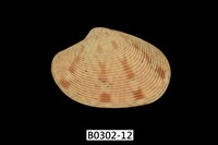 藏品(文文橫簾蛤)的圖片